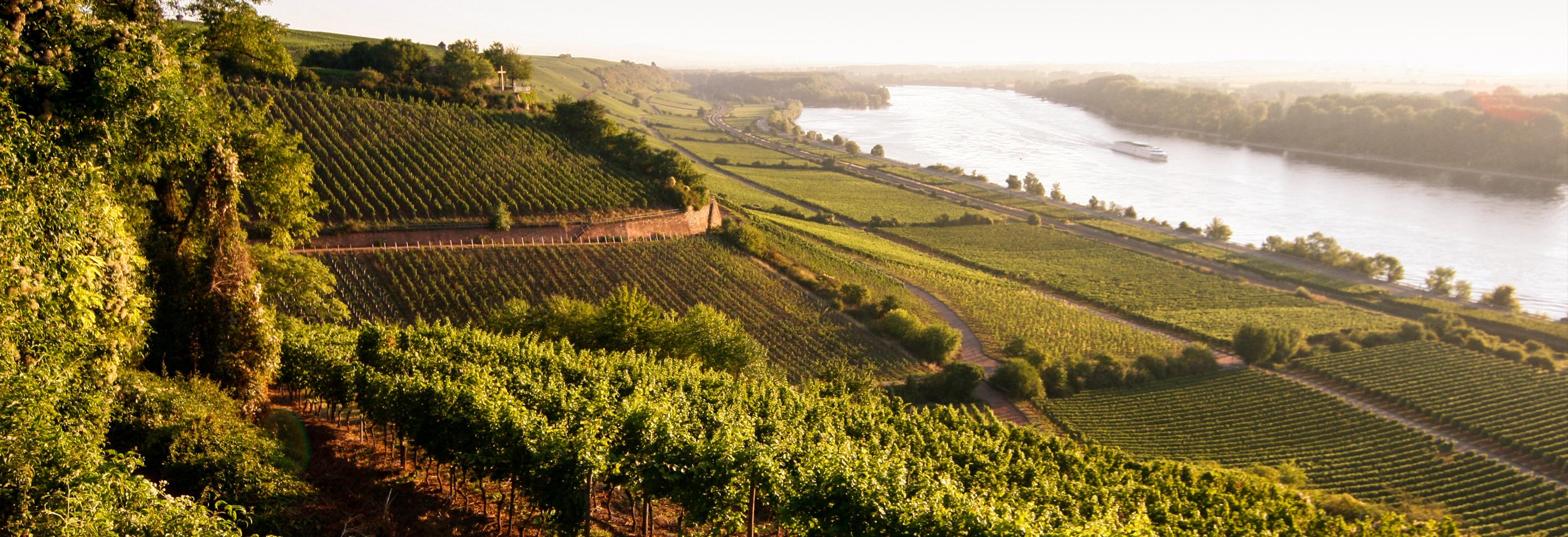 German vineyards
