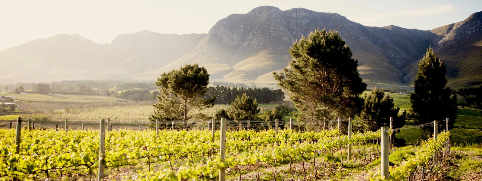 vineyard in south africa