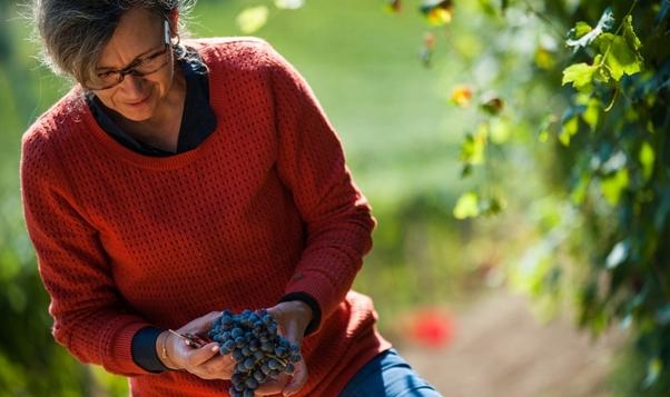 Woman working in a vineyard