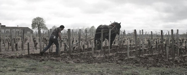 horse in vineyard