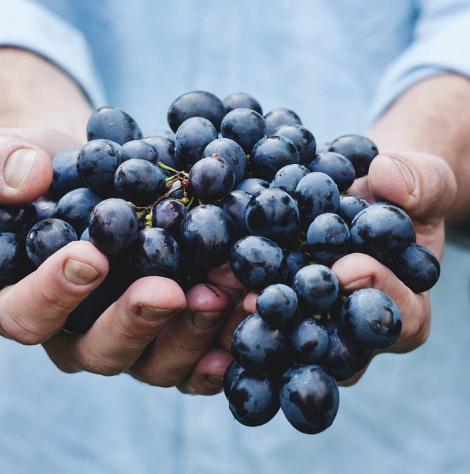 man's hands holding red grapes