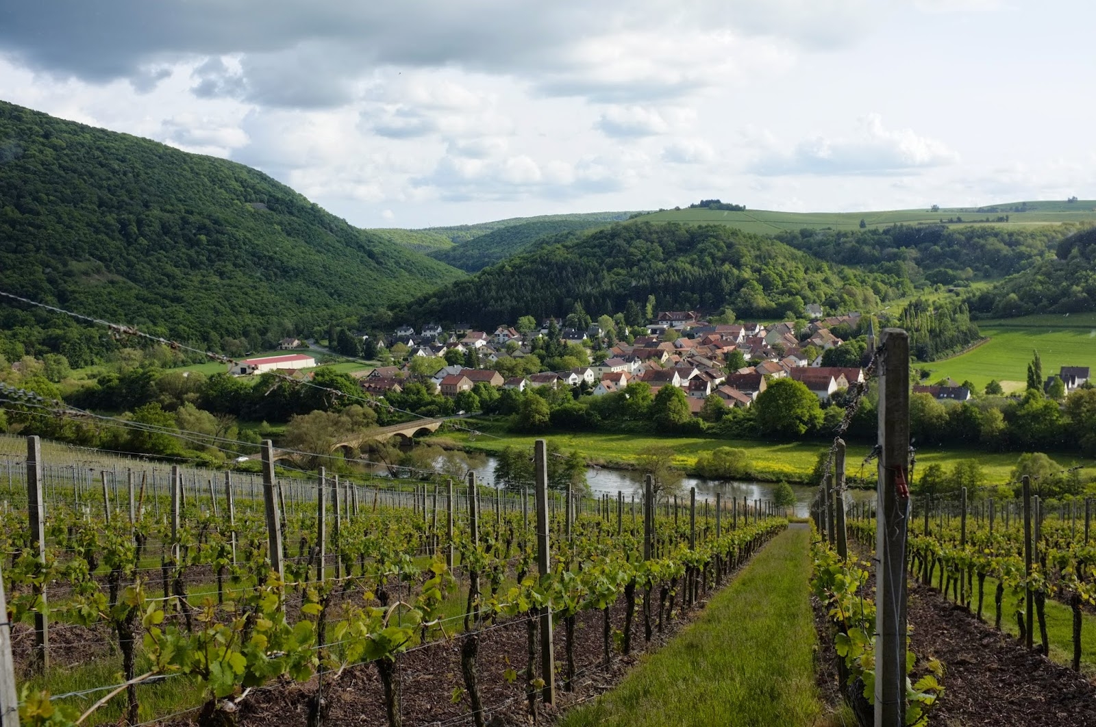 View over a vineyard field with houses in distance