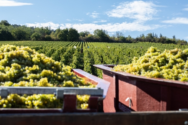 Crates of grapes with vineyard on background