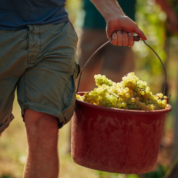 man carrying a bucket of green grapes