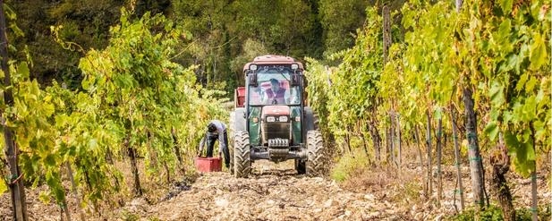 tractor in vineyard