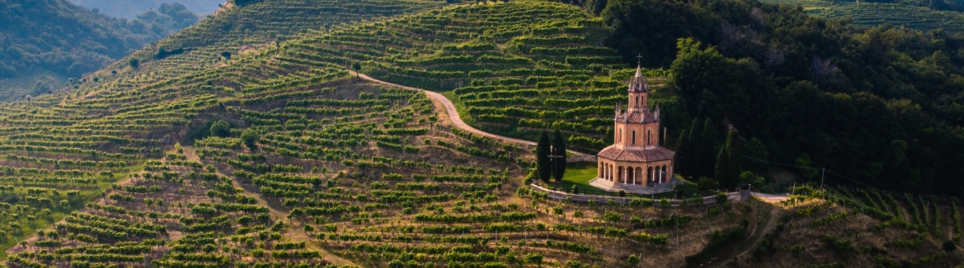 Tall building in the background of a vineyard