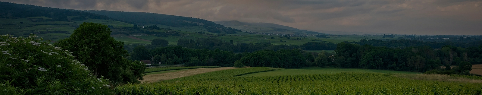 burgundy field