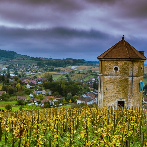 Vineyard with a tower