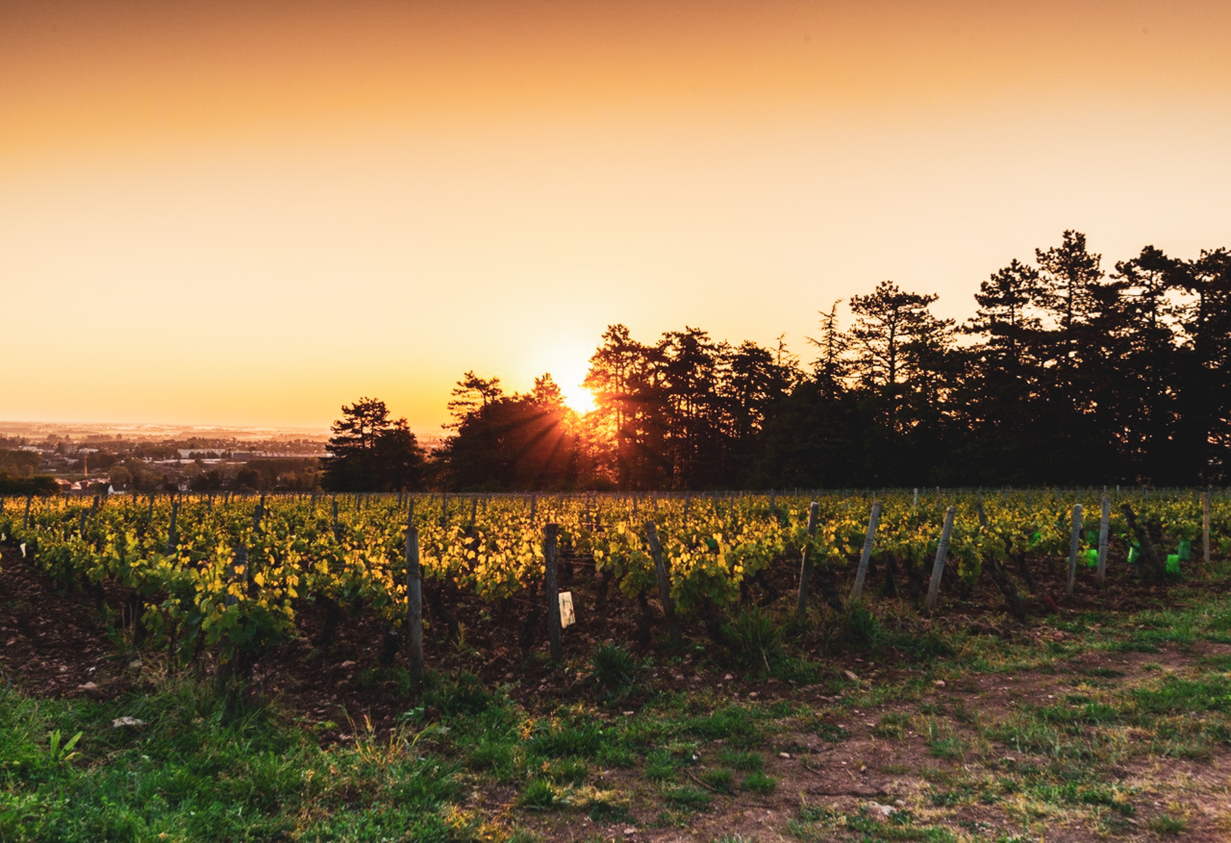 vineyard with with sunset in the background
