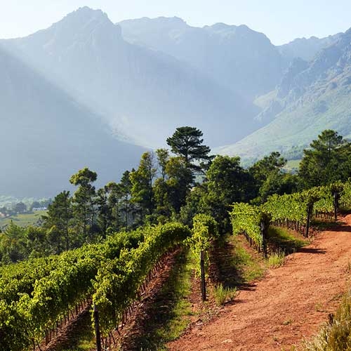 Bright vineyard with mountains