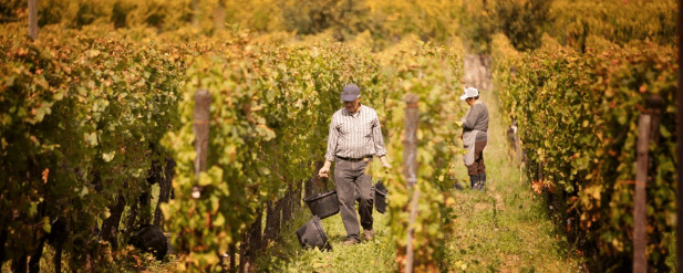 two people working in a vineyard