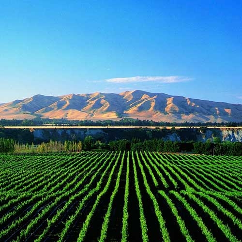 Sunny vineyard with mountains in back