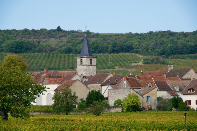 Green fields in the french village of Vosne Romanee