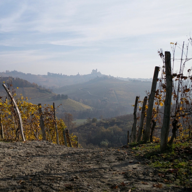 hills behind vineyard in italy