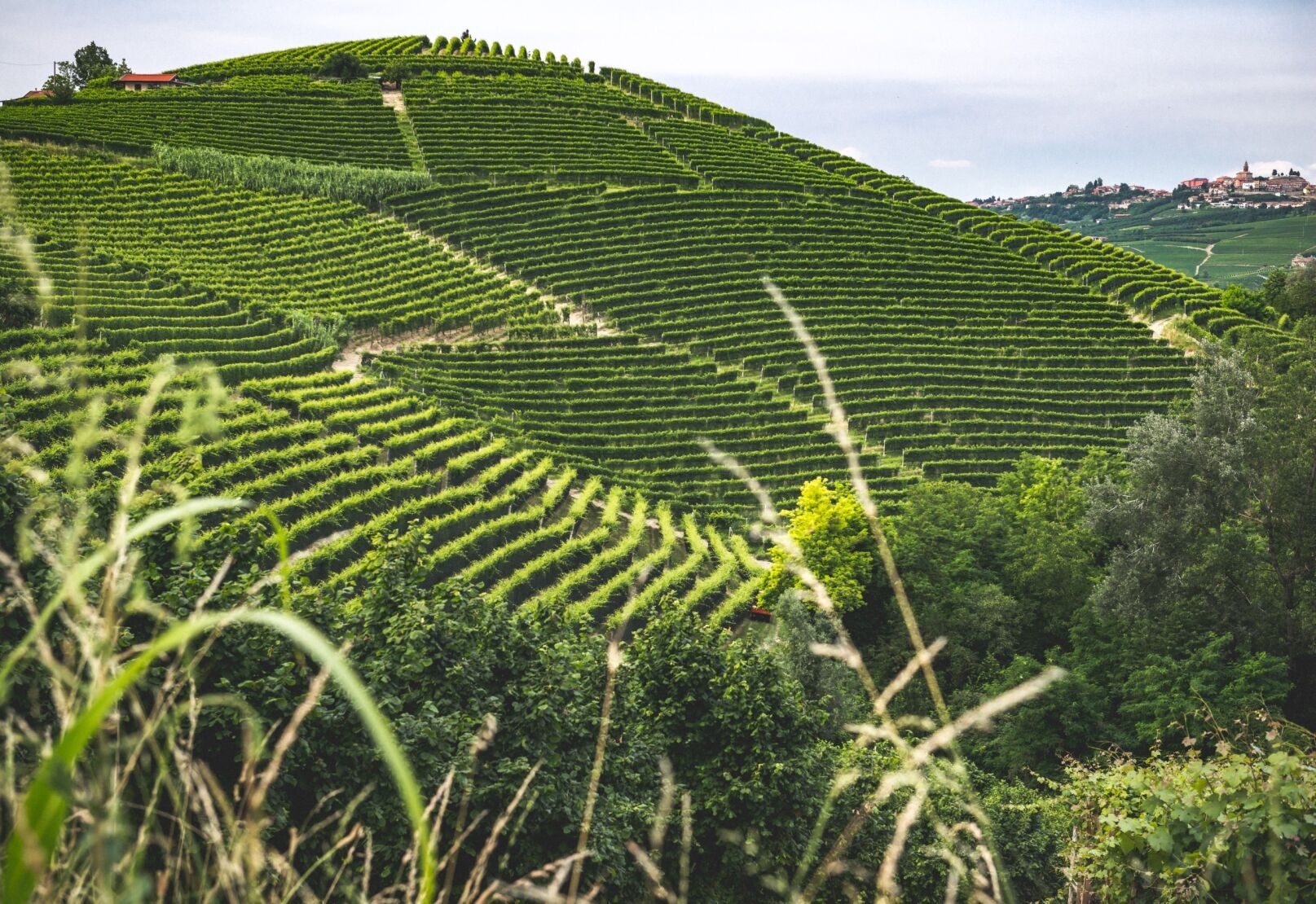 hill of vineyard in piedmont