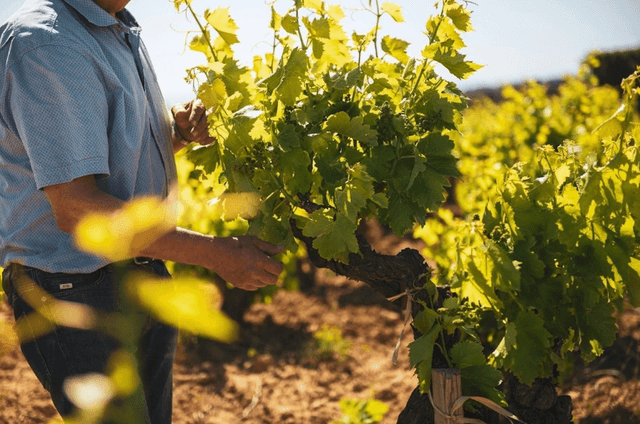 close up of man picking vines in a vineyard