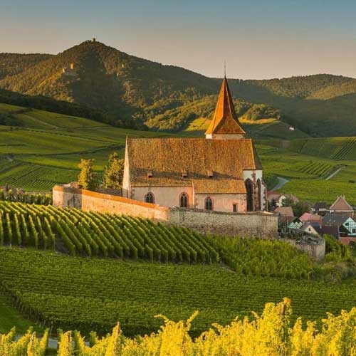 Vineyard with a house in the Alsace region