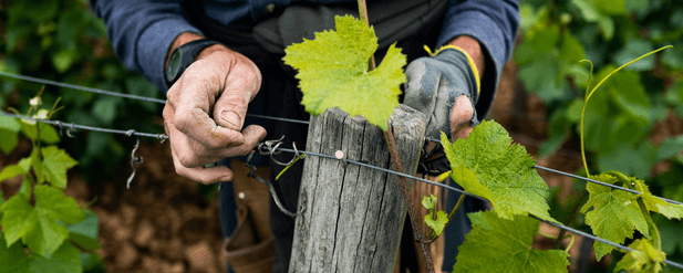 vineyard activities