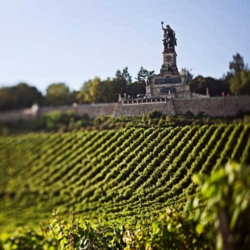 Vineyard with a statue nearby