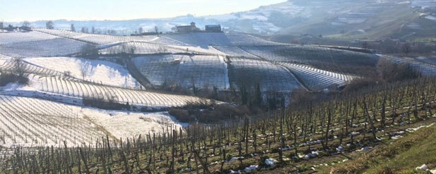 vineyard with frost