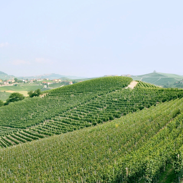 hill in piedmont vineyard