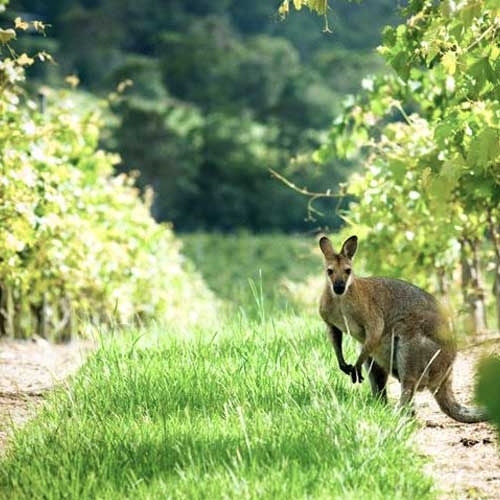 Kangaroo in a green setting