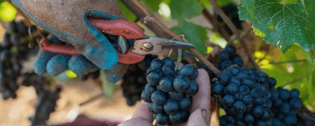 grapes being cut
